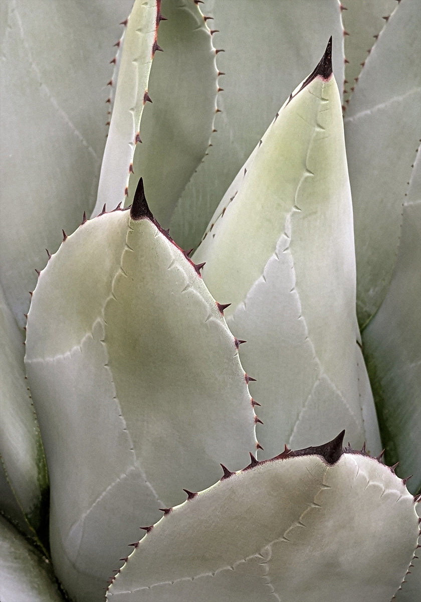 Overlapping (NEW) - Posterbox