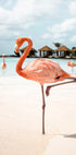 Pink Flamingo (NEW) - Posterbox