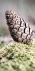 Pinecone Poster - Posterbox.no
