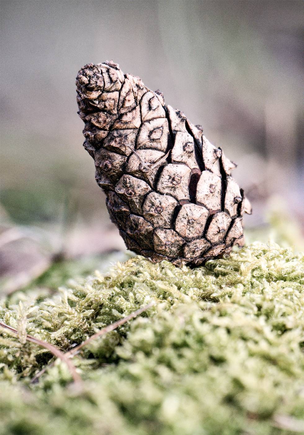 Pinecone Poster - Posterbox.no