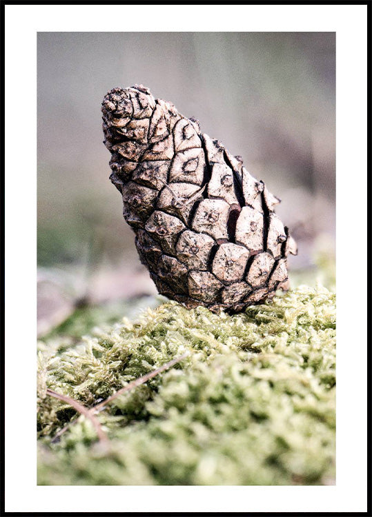 Pinecone Poster - Posterbox.no