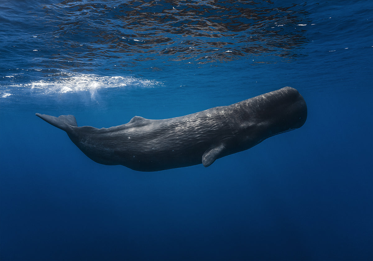 Sperm whale