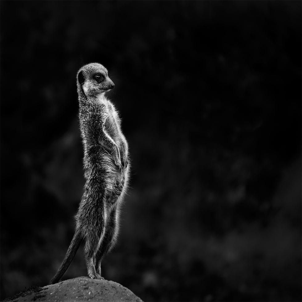 The meerkat Poster