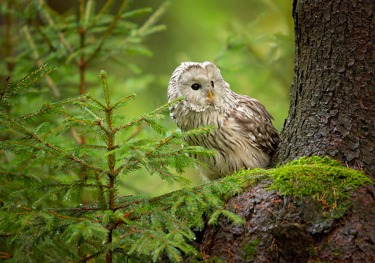 Ural Owl Poster