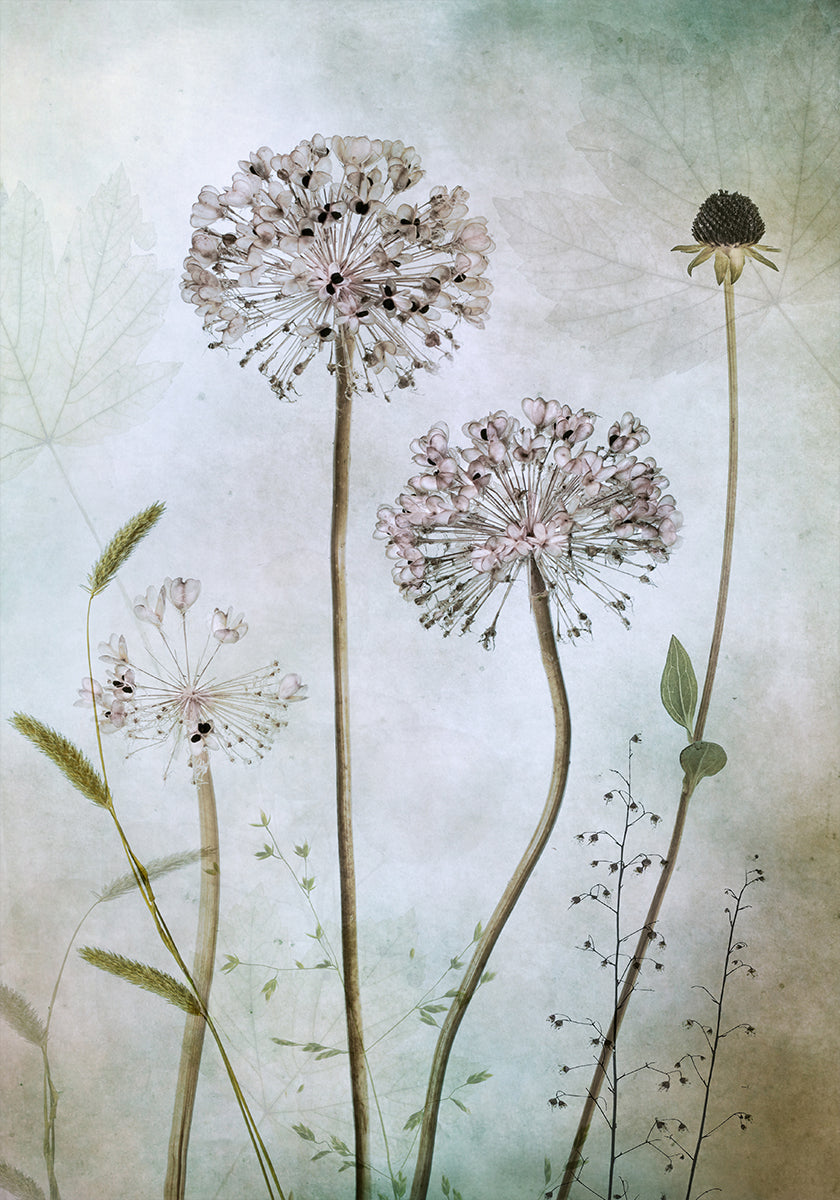 Allium Poster