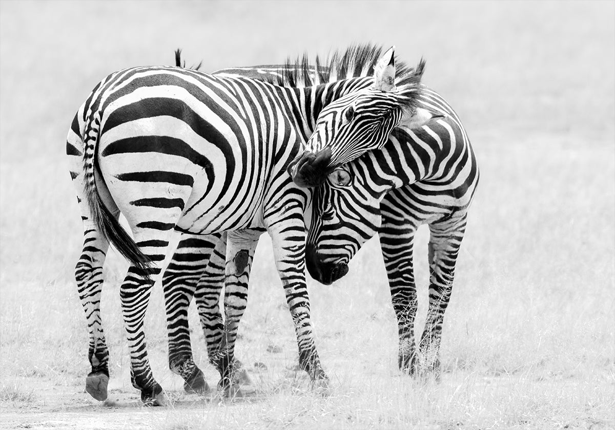 Tender Moment Poster