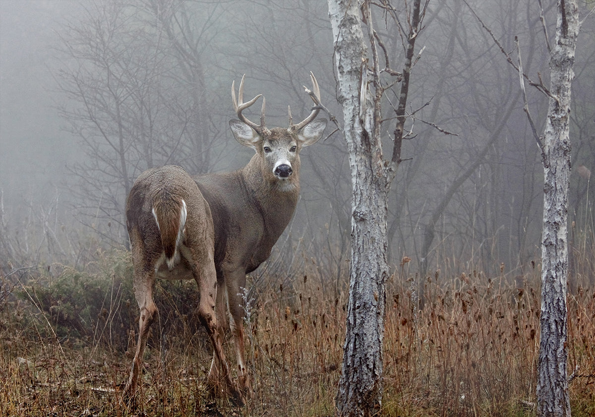 White-tailed buck - In the autumn fog Poster