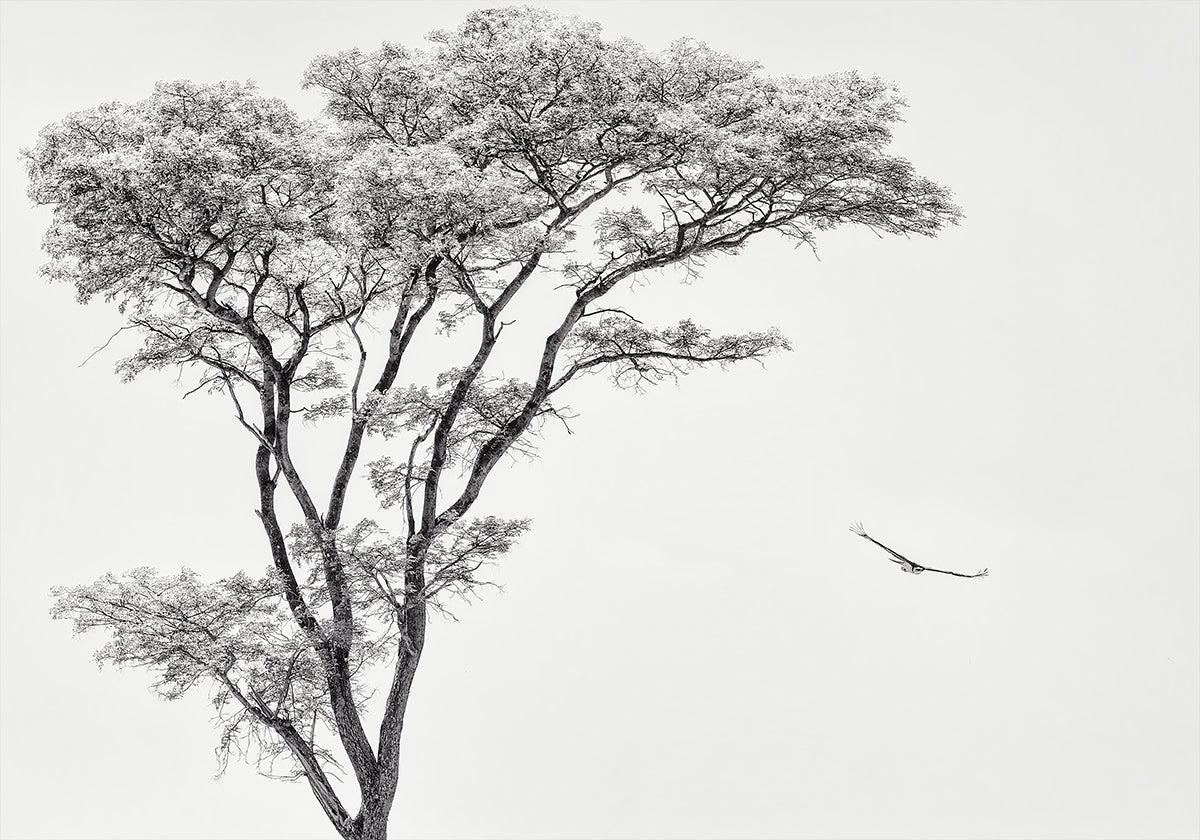 the African eagle Poster