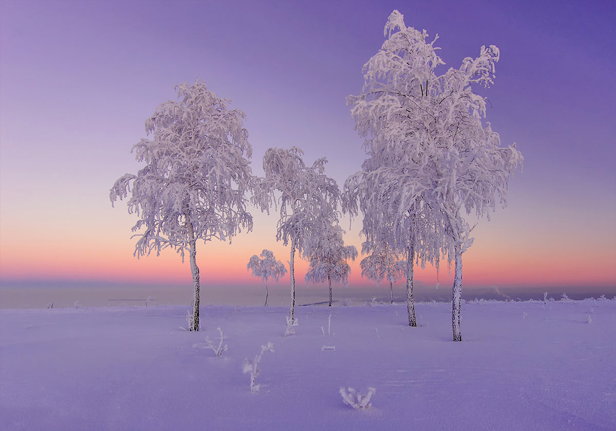 January evening Poster