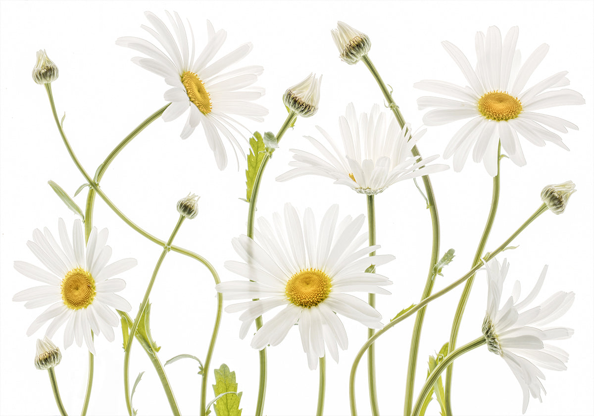 Ox eye Daisies Poster