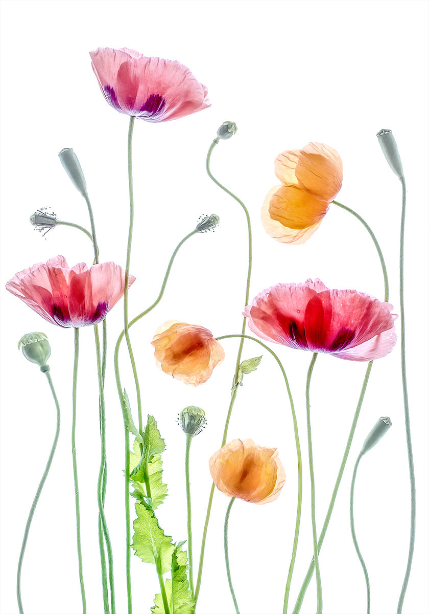 Poppies Poster