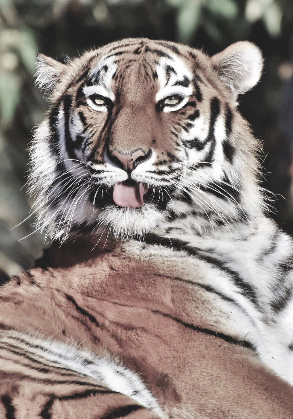 Tiger Poster - Posterbox.no