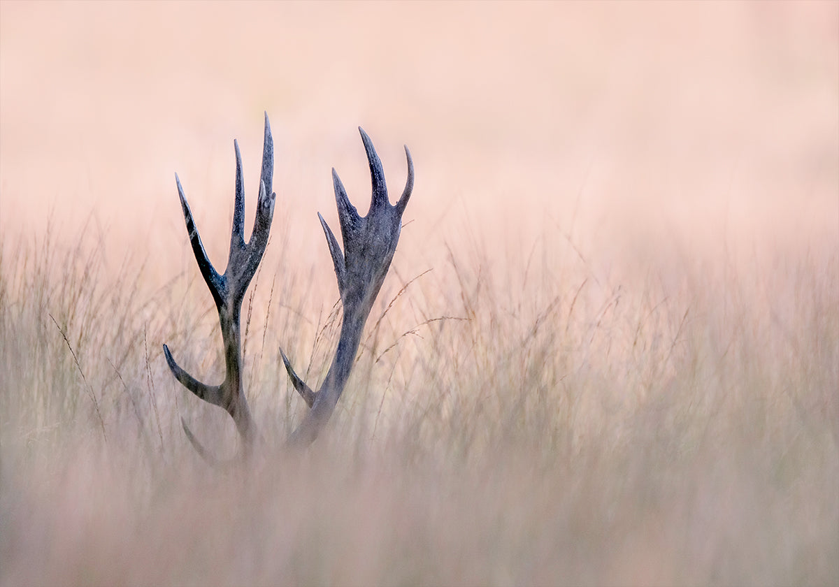 Hide & Seek (Horn of Stag)