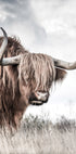 Highland Cattle Poster - Posterbox.no