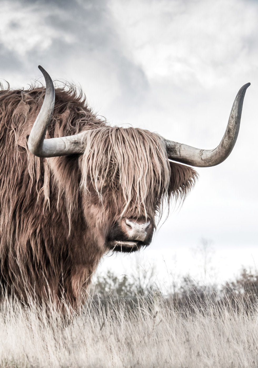 Highland Cattle Poster - Posterbox.no