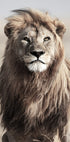Majestic Lion Poster - Posterbox.no