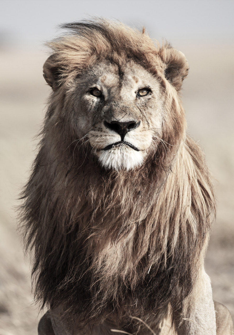Majestic Lion Poster - Posterbox.no