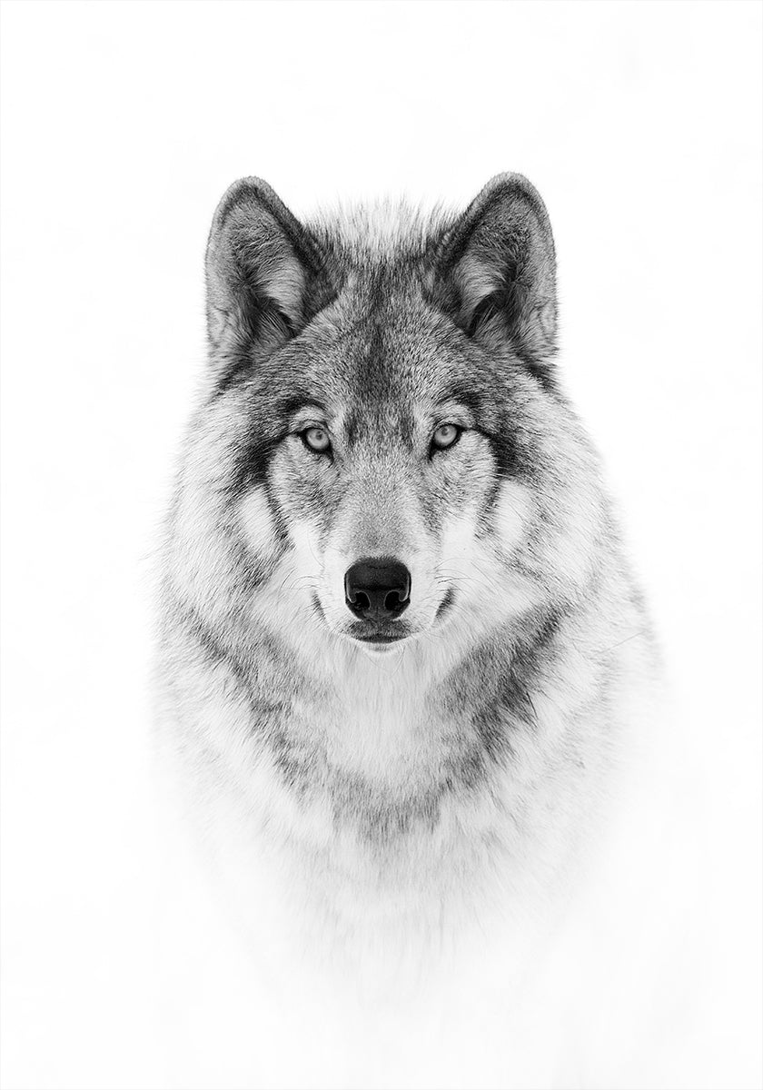 Portrait of a Timber Wolf Poster