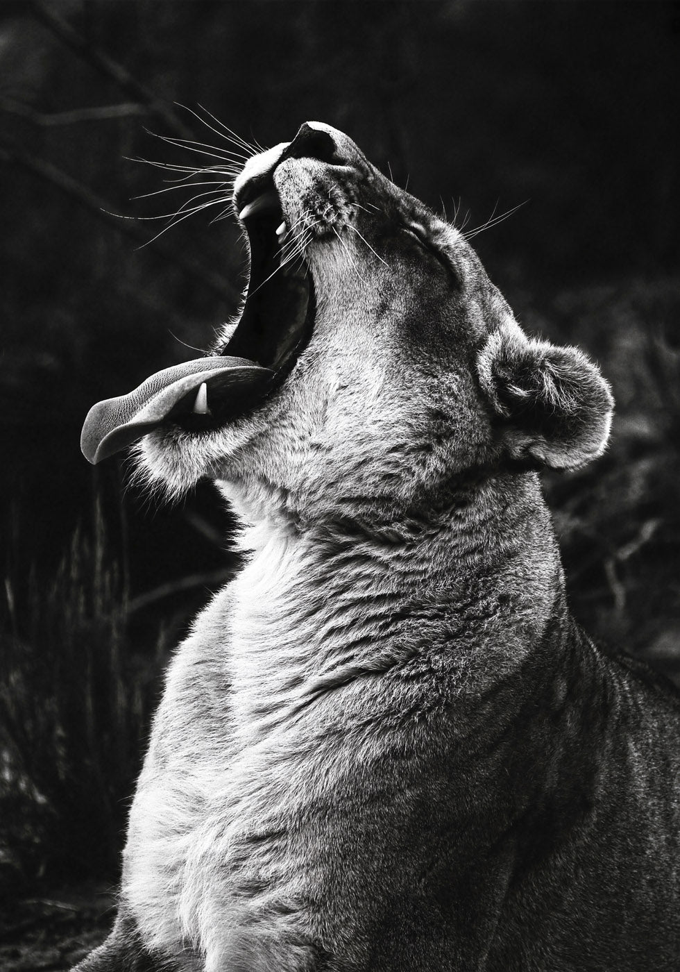 Yawning Lion Poster - Posterbox.no