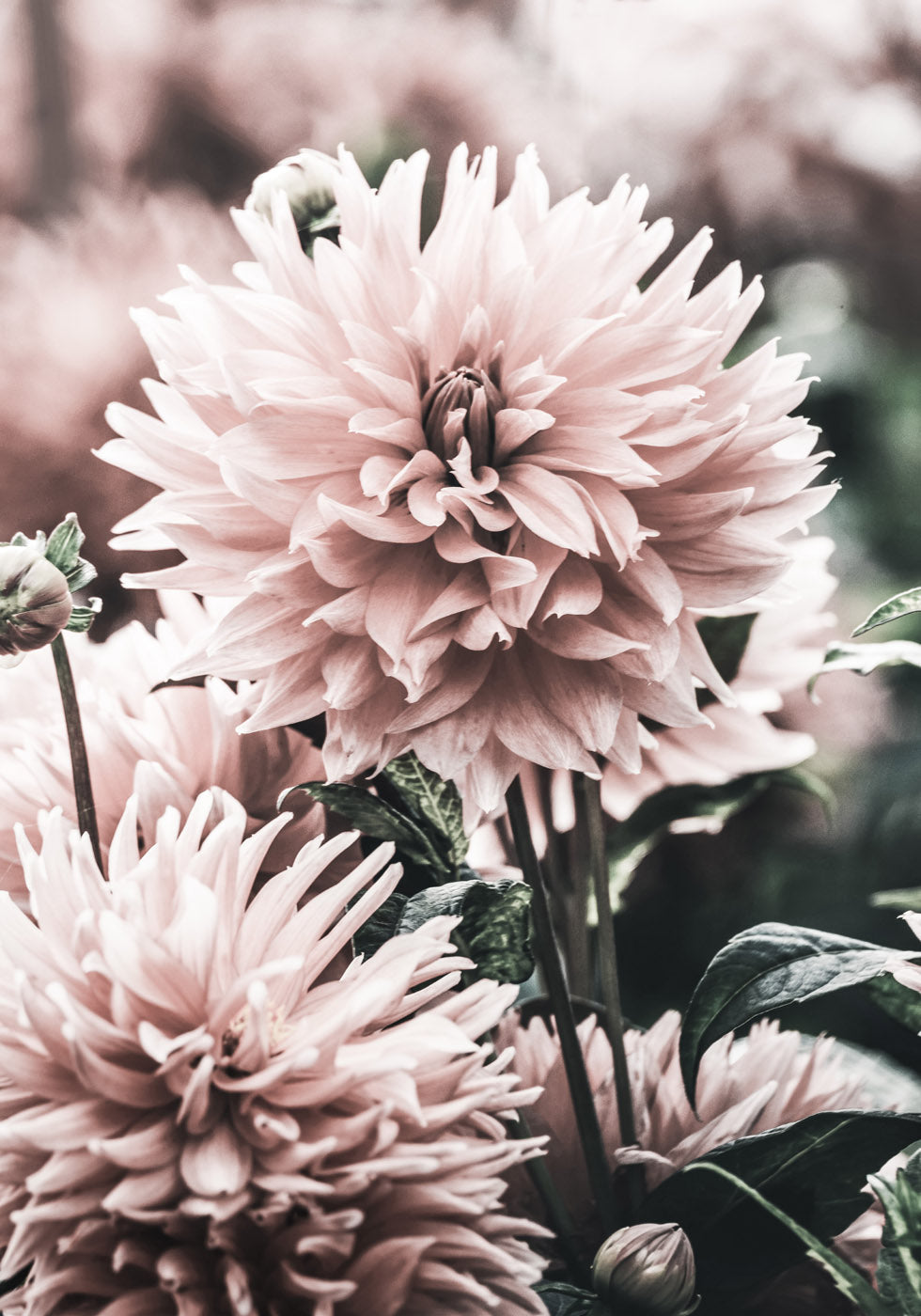 Dahlia Poster - Posterbox.no
