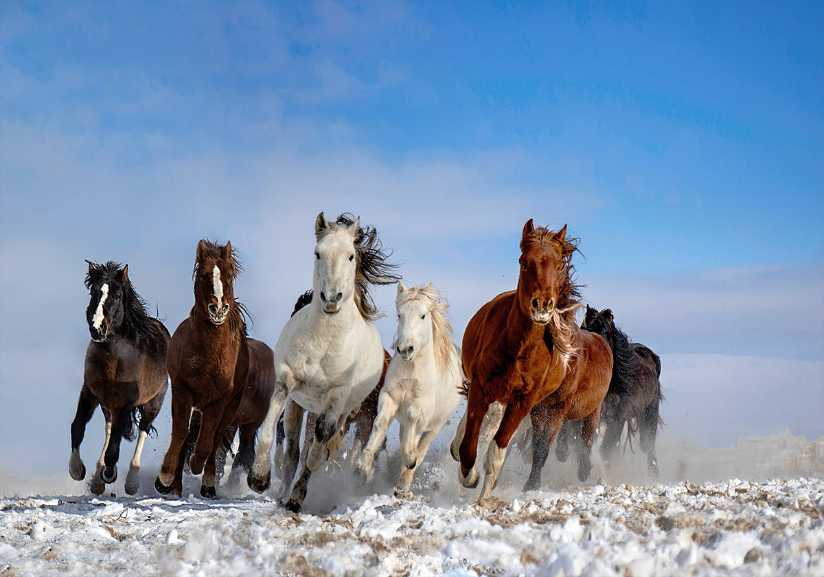 Mongolian Horses