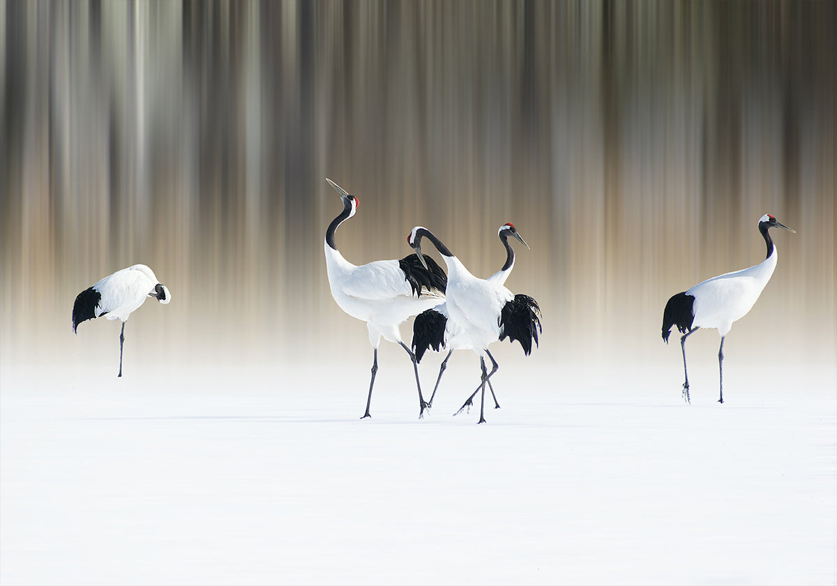 Red-crested white cranes Poster