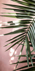 Palm Leaves 23 (NEW) - Posterbox