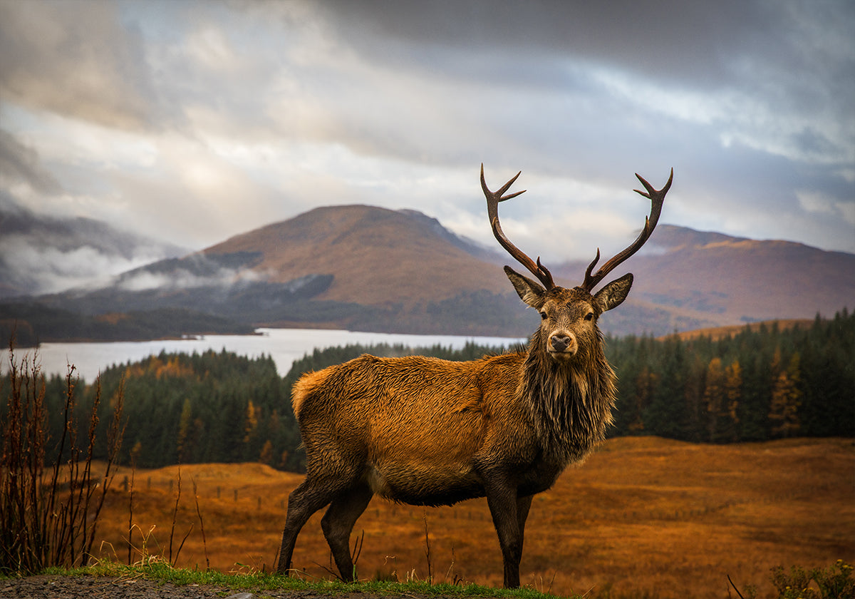 Scottish Stag Poster