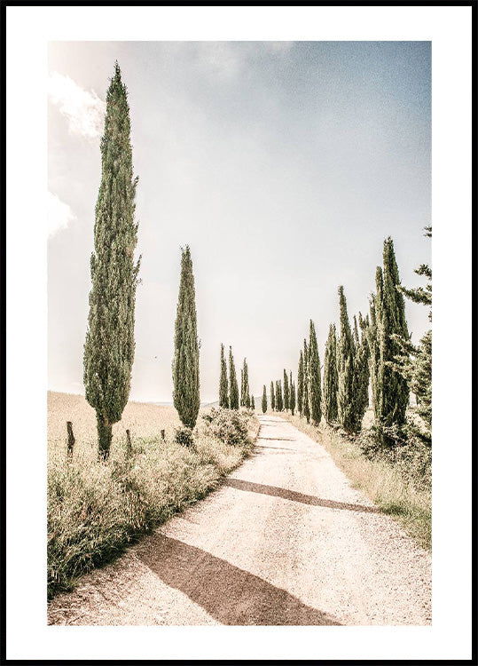 Cypress Tree Alley Poster - Posterbox.no