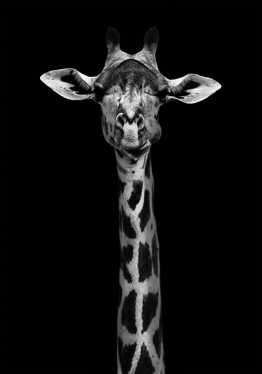 Giraffe Portrait Poster