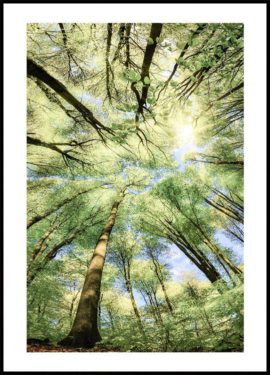 Beech Forest Poster - Posterbox.no