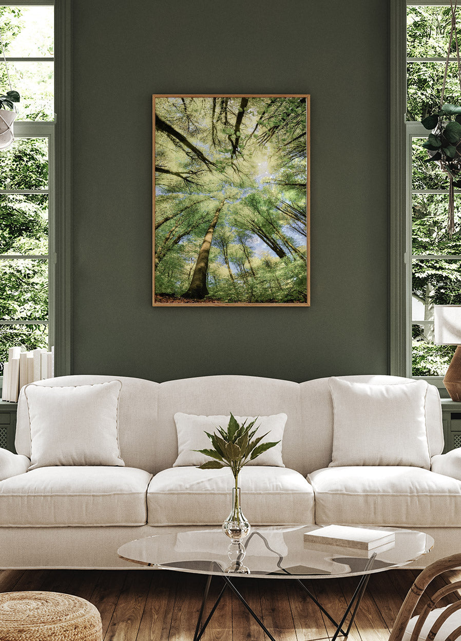 Beech Forest Poster - Posterbox.no