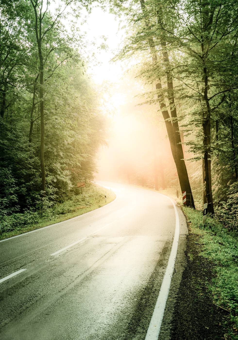 Fog Sunbeam Forest Poster - Posterbox.no