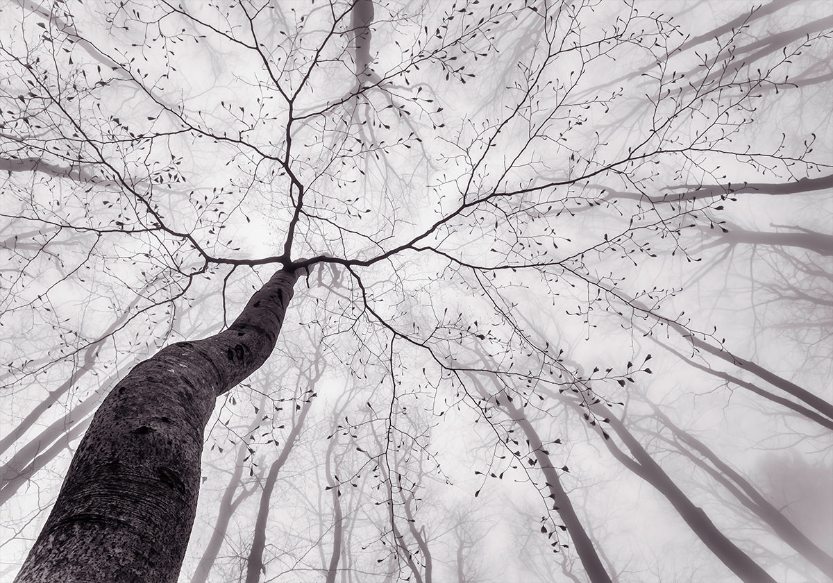 A view of the tree crown Poster