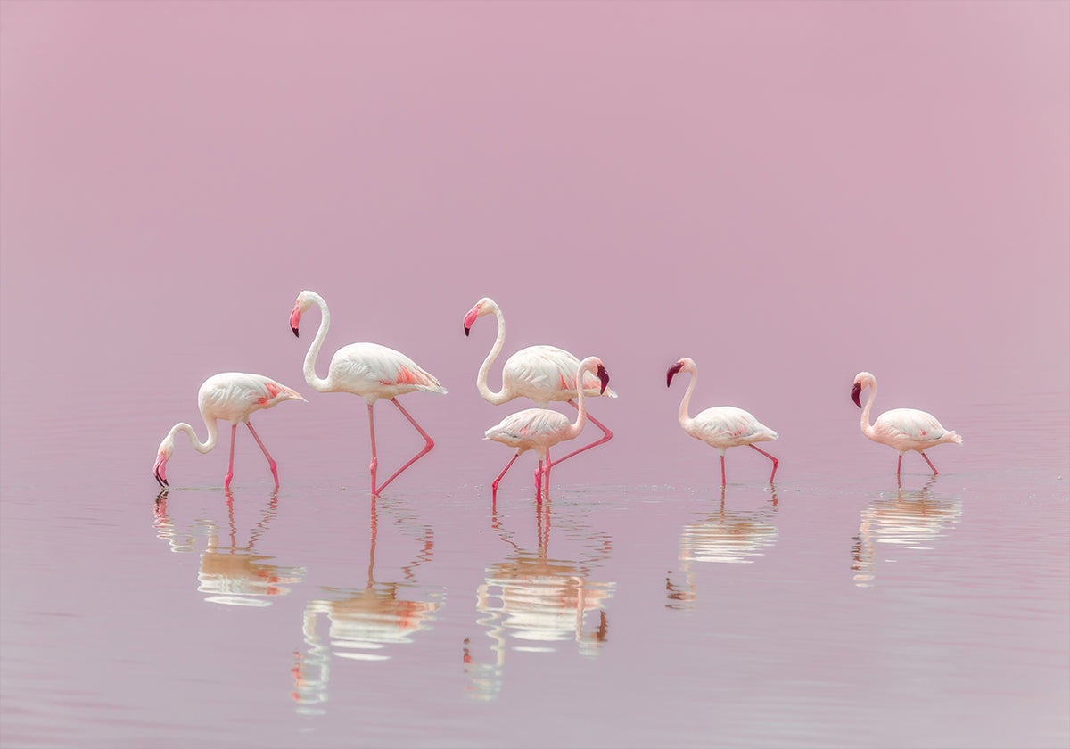Flamingos Poster