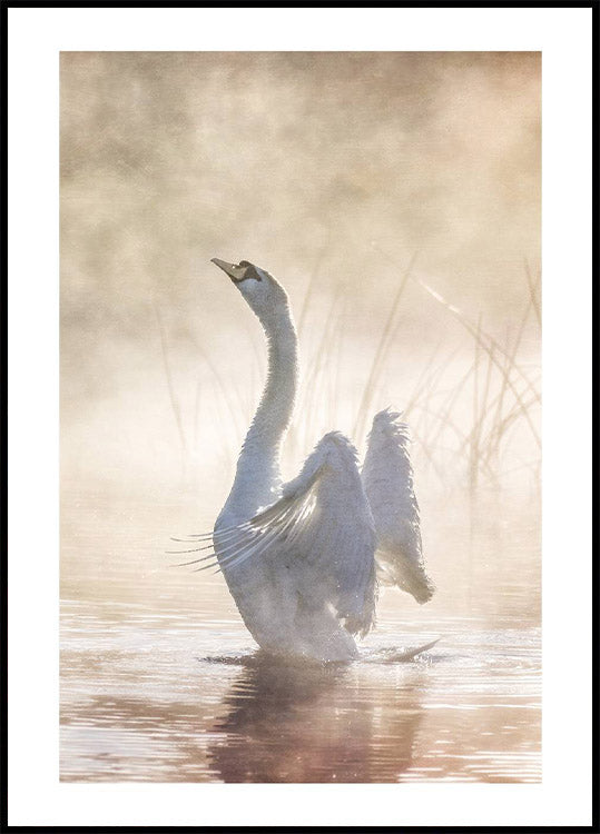 Swan Lake Poster - Posterbox.no