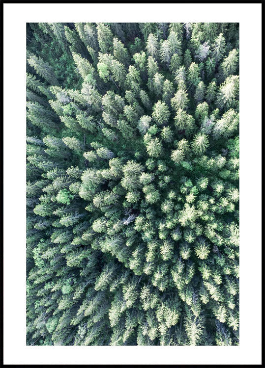Forest From Above Poster - Posterbox.no
