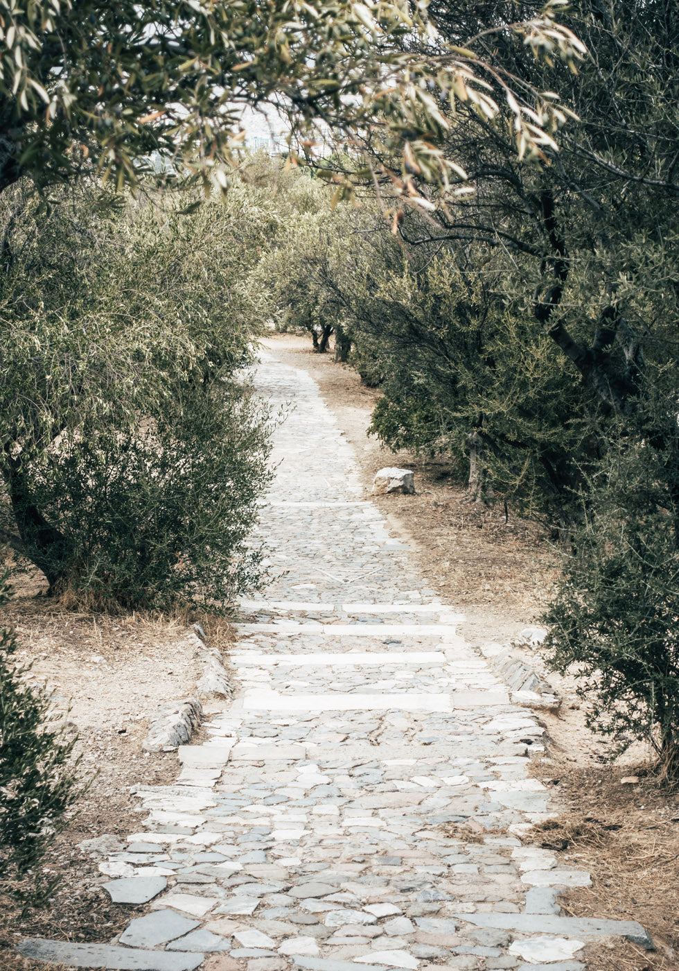 Olive Tree Garden Poster - Posterbox.no