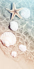 Starfish and Seashell Poster - Posterbox.no