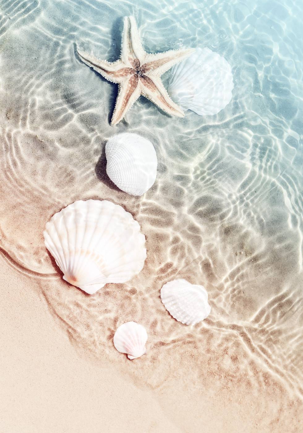 Starfish and Seashell Poster - Posterbox.no