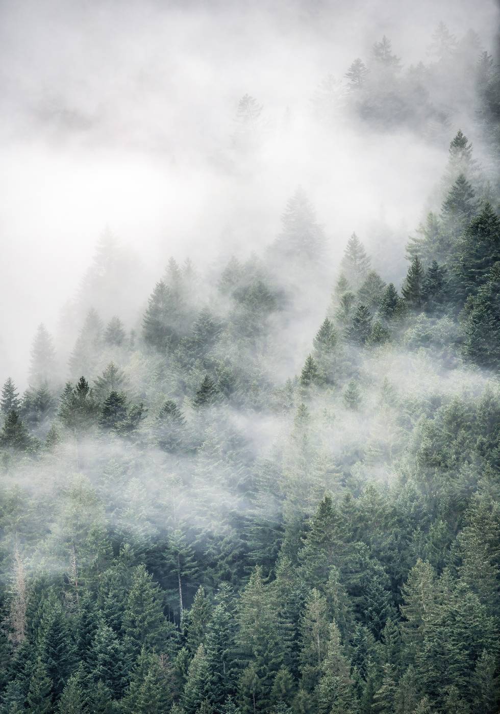 Tree Top Fog Poster - Posterbox.no