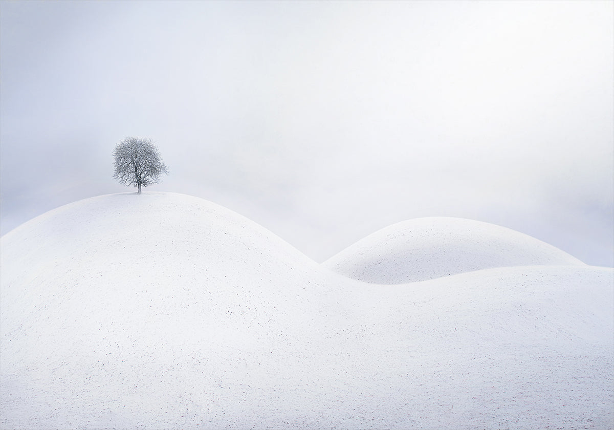 Lone Tree on Winter Dunes Poster