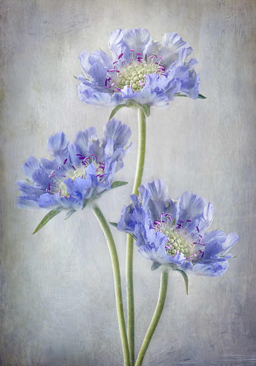 Scabiosa Poster