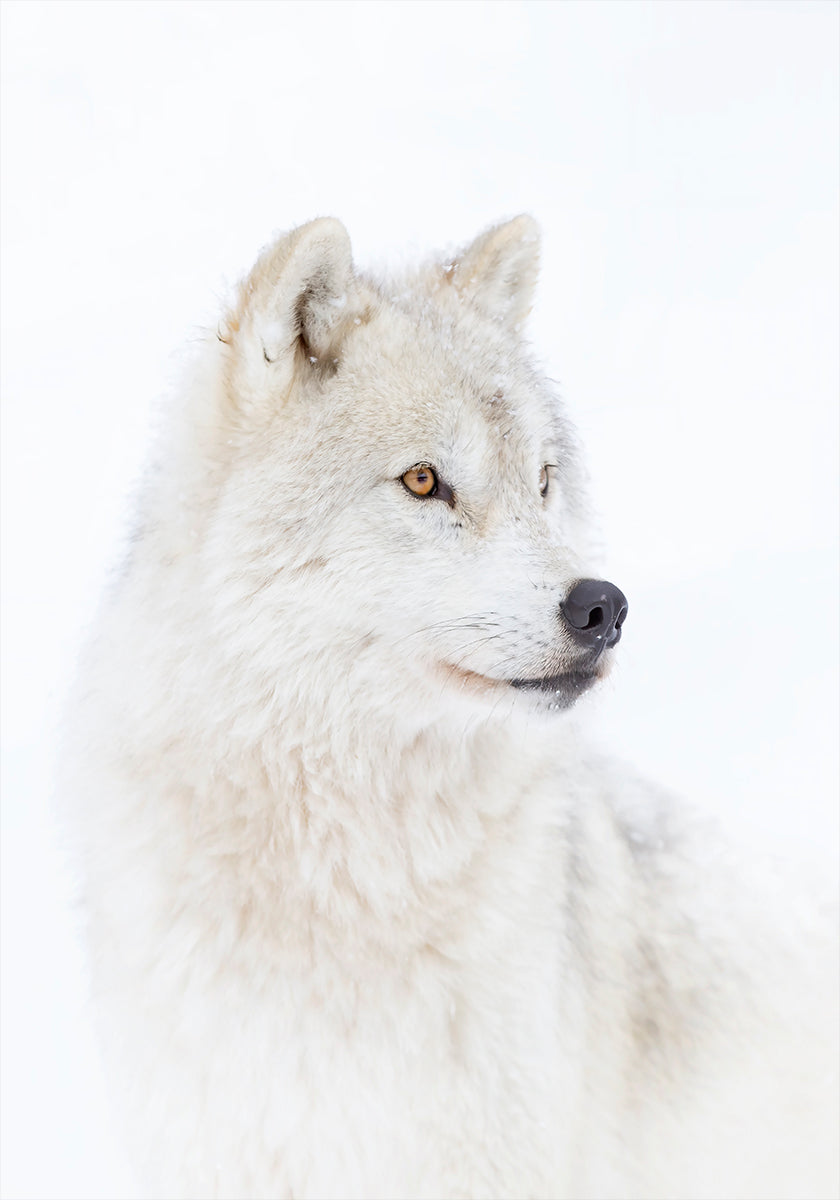 Portrait of an Arctic Wolf Poster