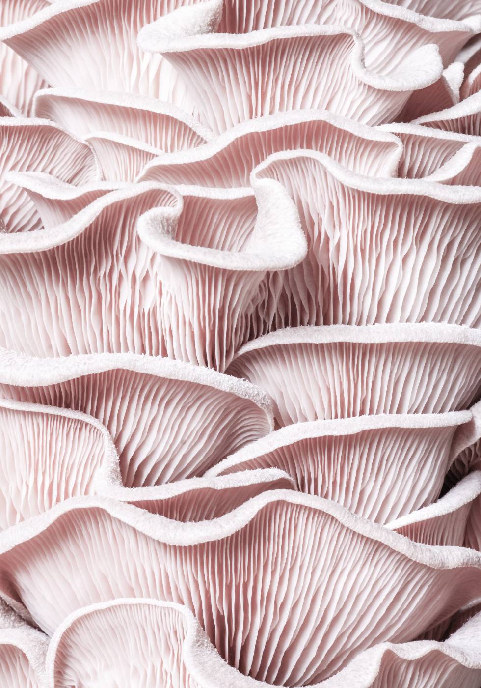 Pink Oyster Mushroom Macro Poster - Posterbox.no