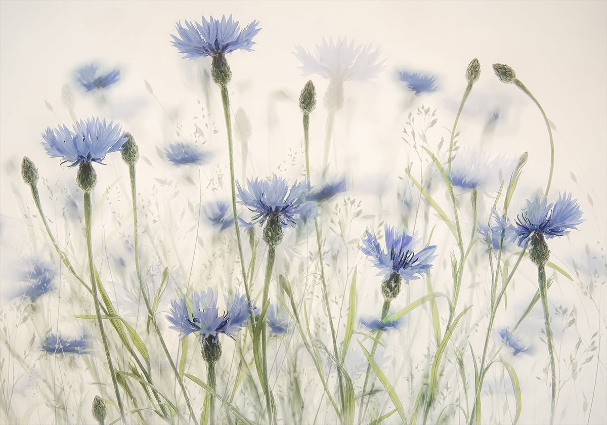 Cornflowers Poster