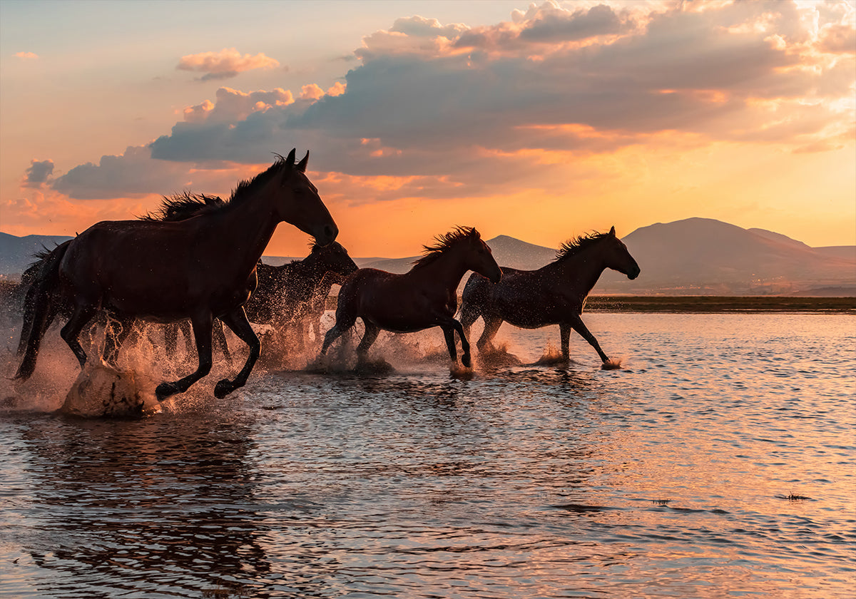 WATER HORSES Poster