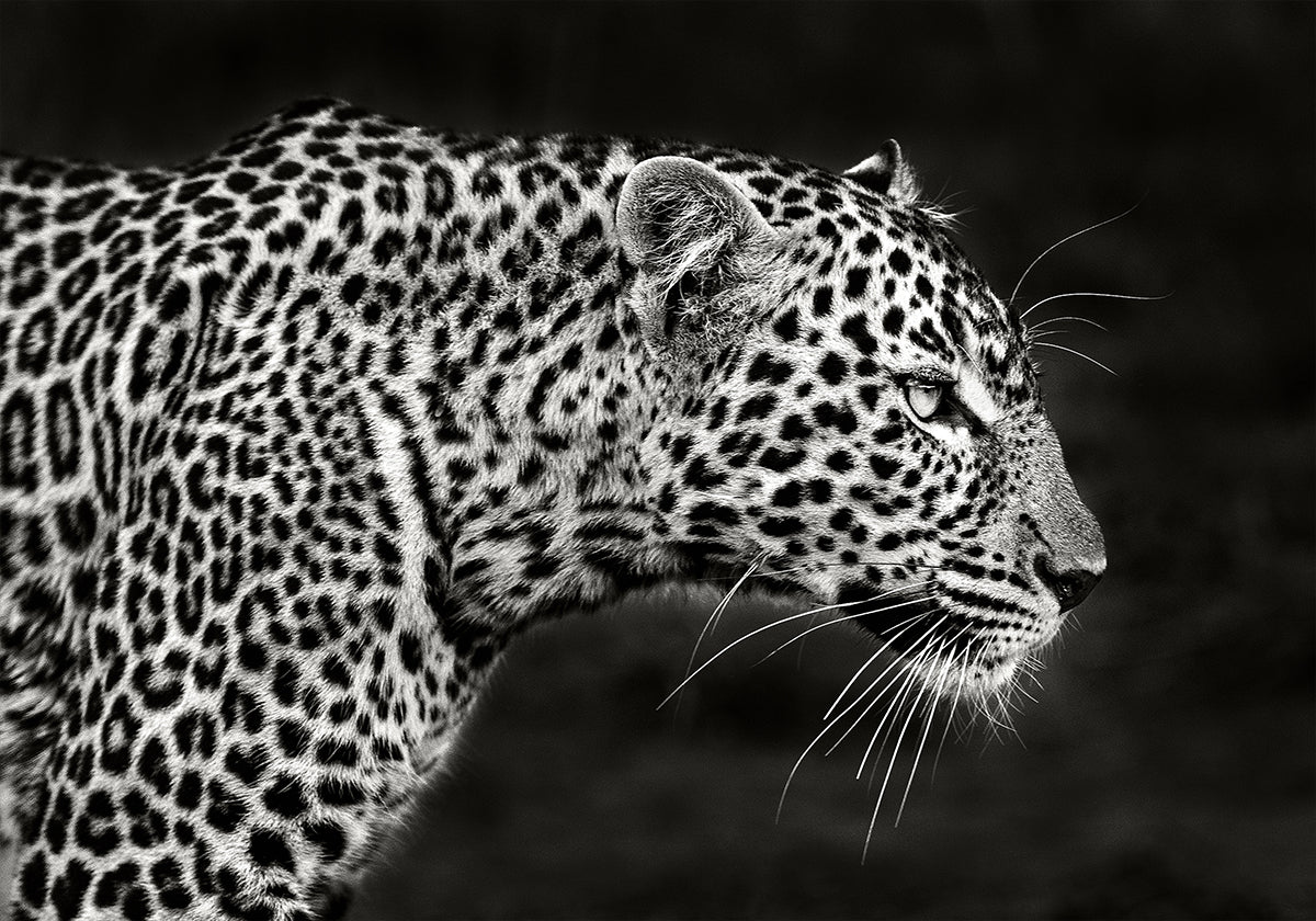 Leopard Close Up Poster