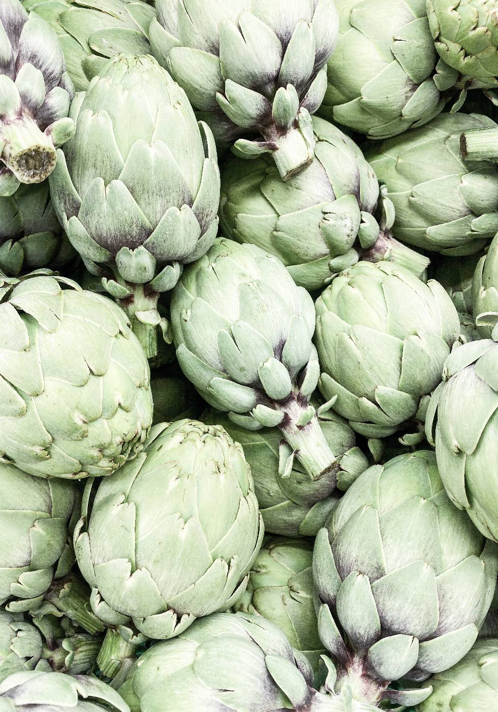 Artichokes Poster - Posterbox.no