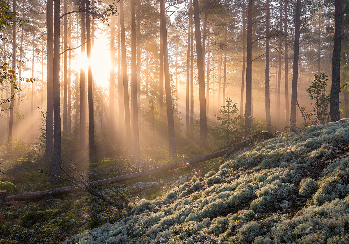 Fog in the forest with white moss in the foreground Poster